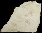 Brittle Star Mass Mortality Plate - Solnhofen Limestone #6673-1